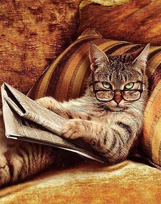 Reading Cat -  Paint by Numbers Kit for Adults | Relaxing DIY Art Gift | -  Portrait By Numbers