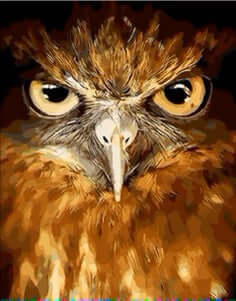 Owl Eyes -  Paint by numbers -  Portrait By Numbers