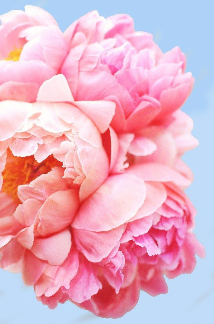 Pink Floral Art