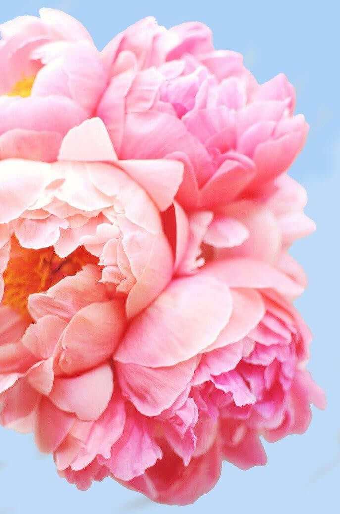 Pink Floral Painting | Acrylic Floral Painting | Portrait By Numbers