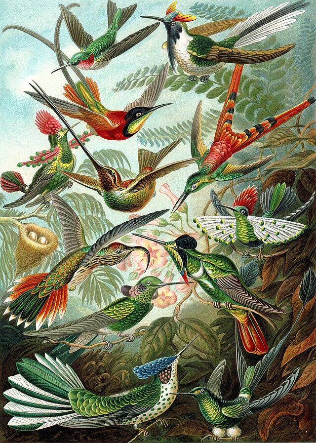 Trochilidae (Hummingbirds) - Ernst Haeckel -  Paint by numbers Kit -  Portrait By Numbers