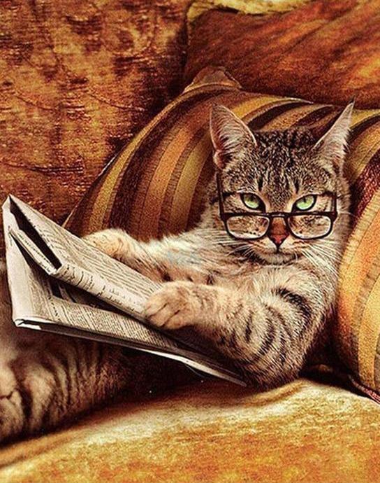 Reading Cat Painting | Adorable Cat Painting | Portrait By Numbers